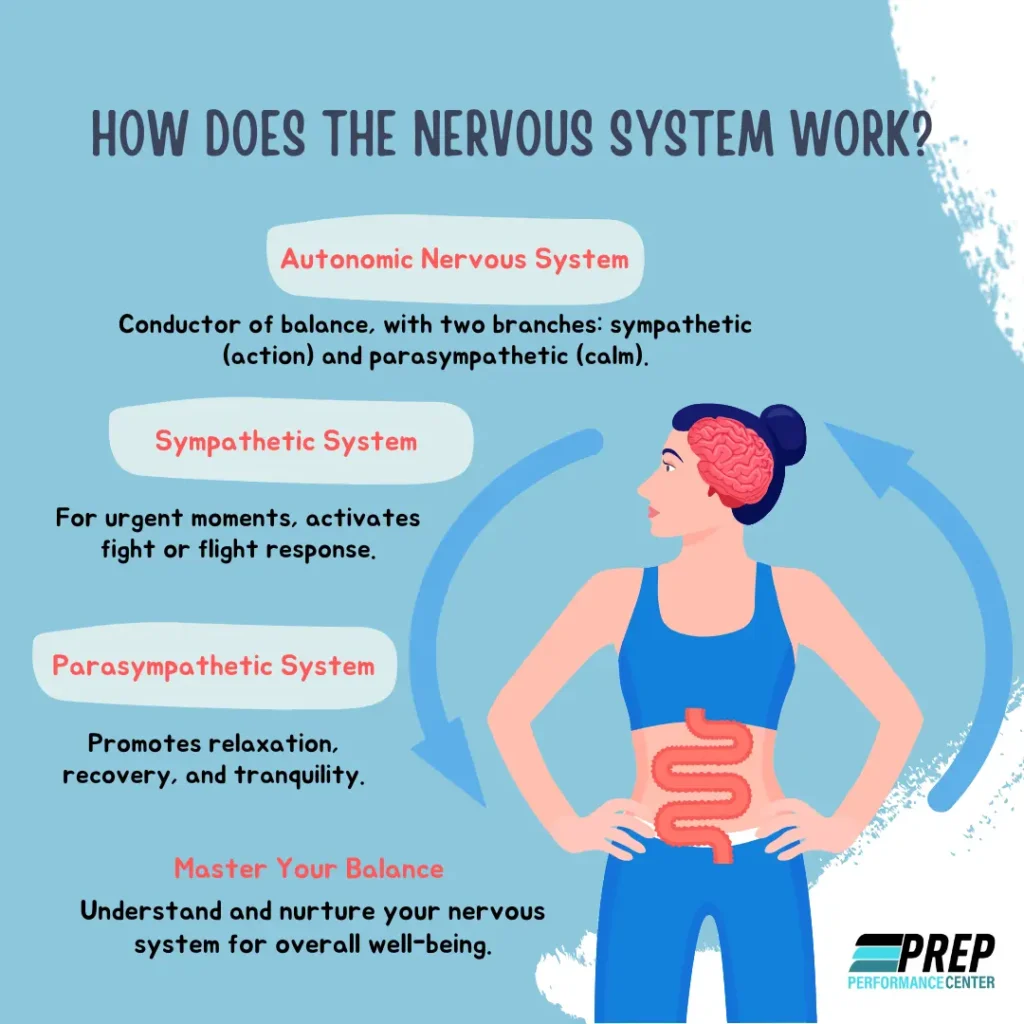 Illustration depicting the functioning of the nervous system